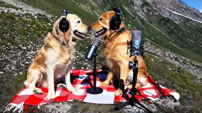 Two golden retrievers podcasting on a mountain