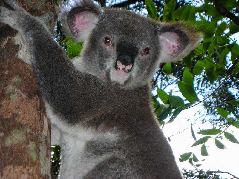 First Encounter with a Koala in Australia