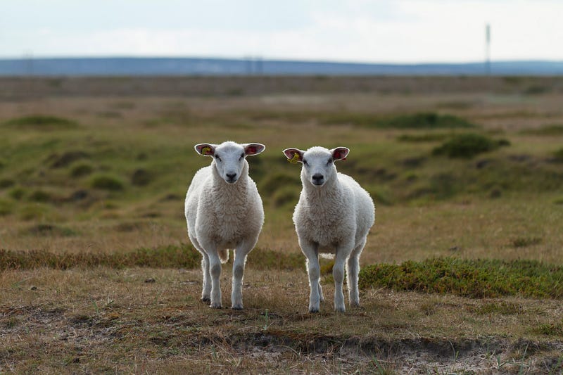 Two sheep representing similarity in NFT designs