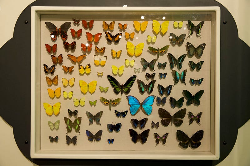 Framed butterflies, victims of collection