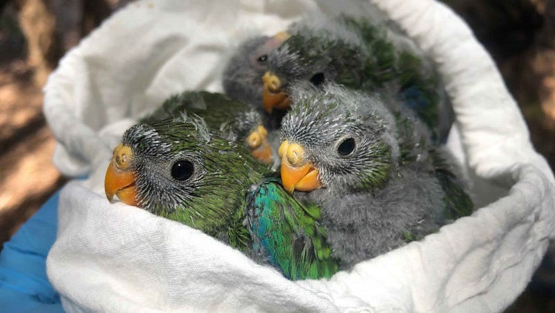 Orange-bellied parrot chicks in a breeding program