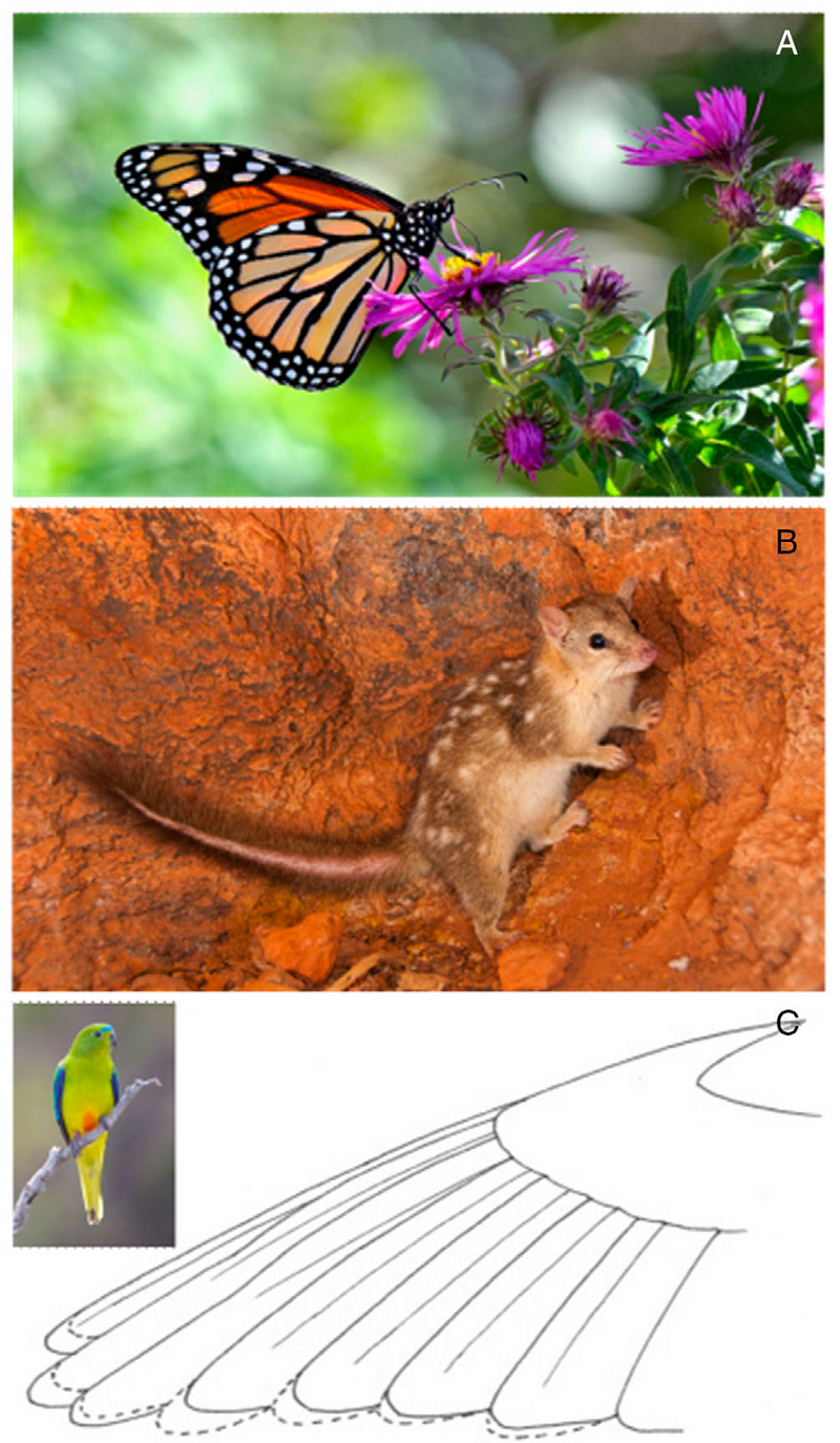 Monarch butterflies and their migratory patterns