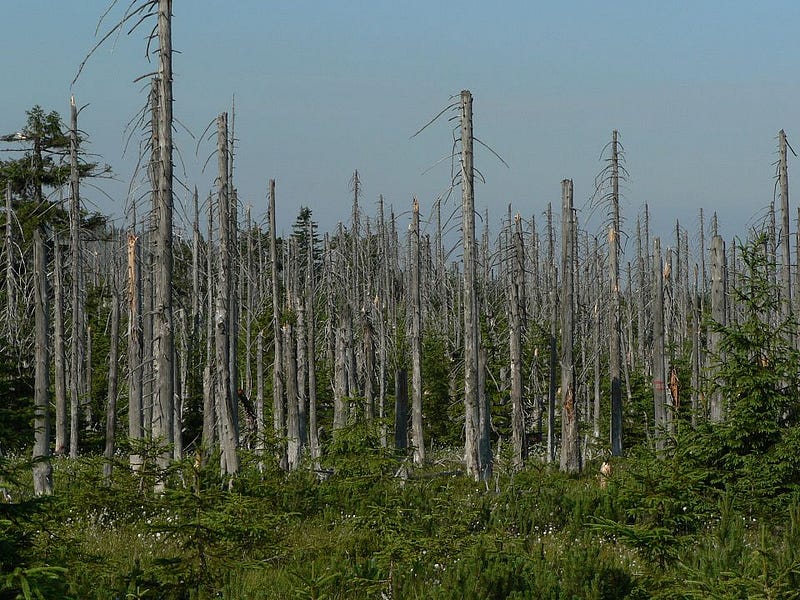 Forest affected by acid rain