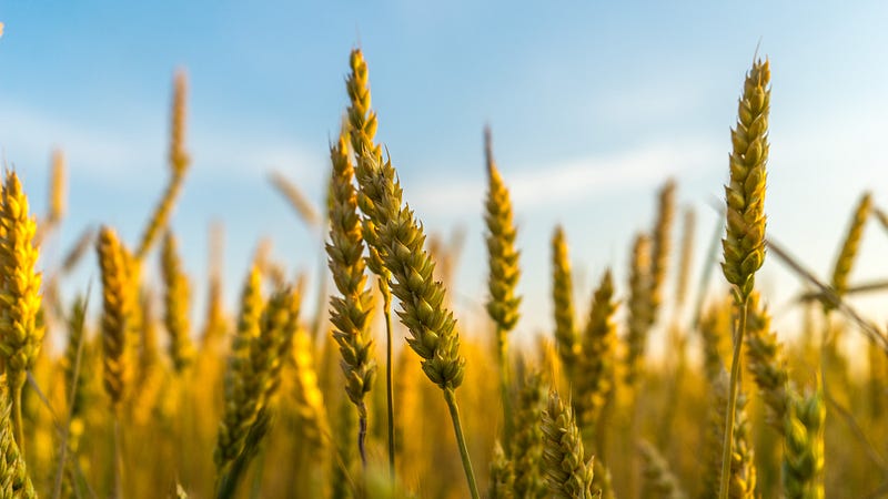 Fertilized crops grown using glacial rock flour