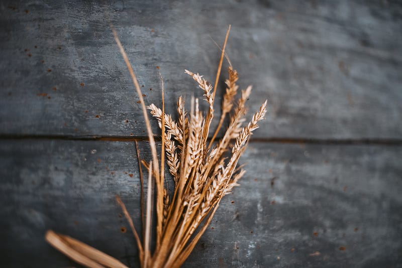 Barley crop using glacial rock flour