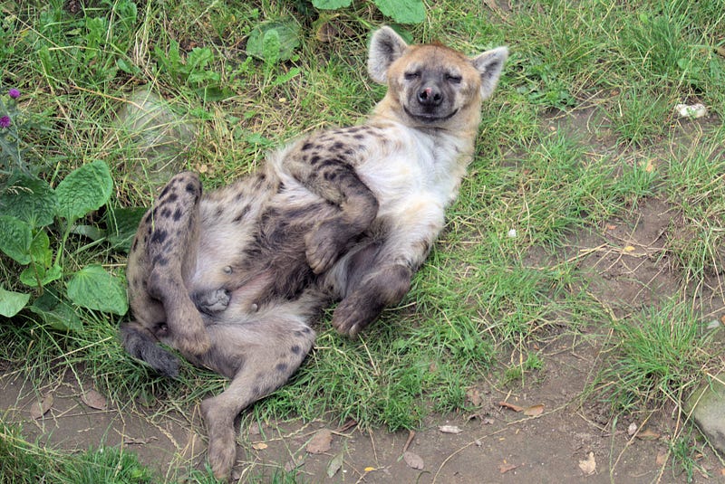 Female hyena anatomy showing unique genital structure