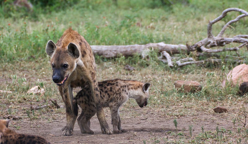 Spotted hyenas in their natural habitat