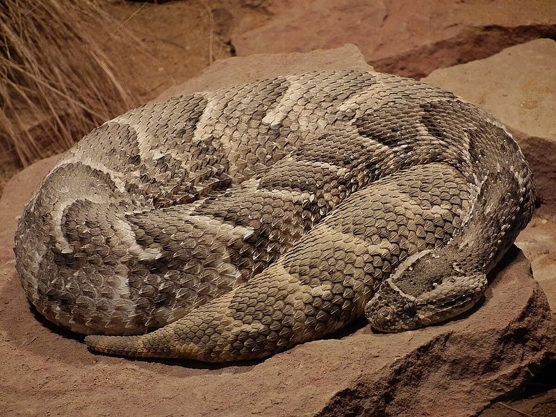 Puff Adder