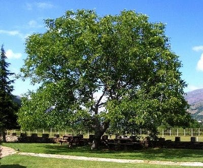 Walnut Tree in Gülhane Park