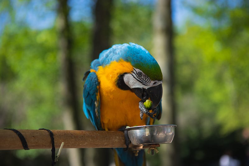 A blue-and-yellow macaw discarding food