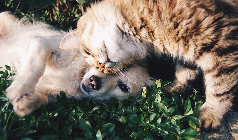 Joyful moments with pets enhance our well-being.