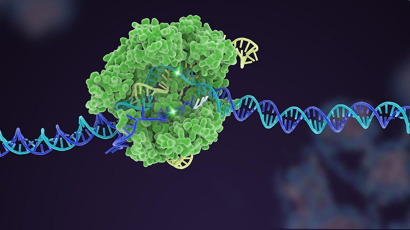 Illustration of Cas9 protein cutting targeted DNA