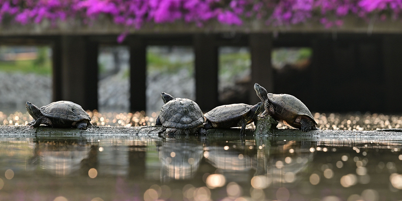 Freshwater turtles in research