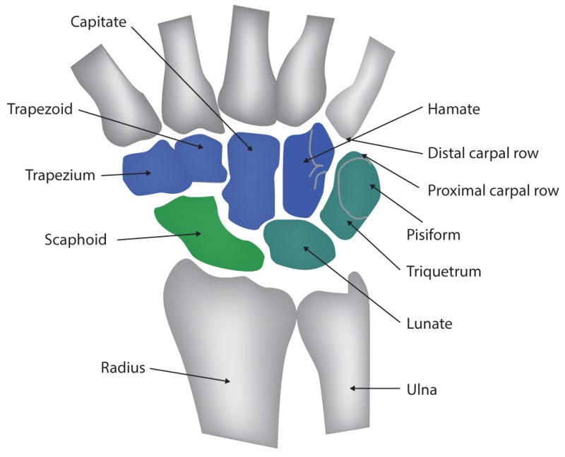 Diagram illustrating the human skeletal structure.