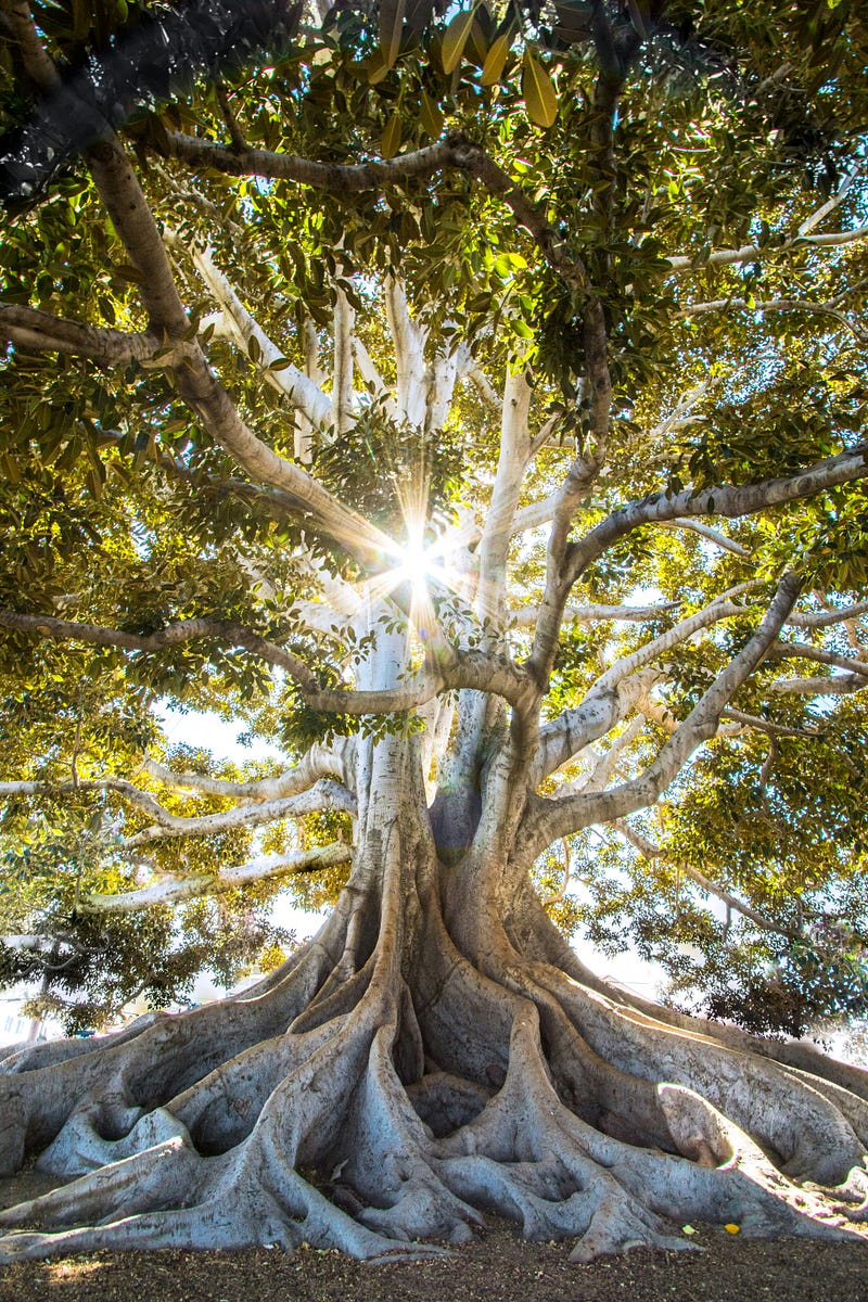 The cycle of life and energy