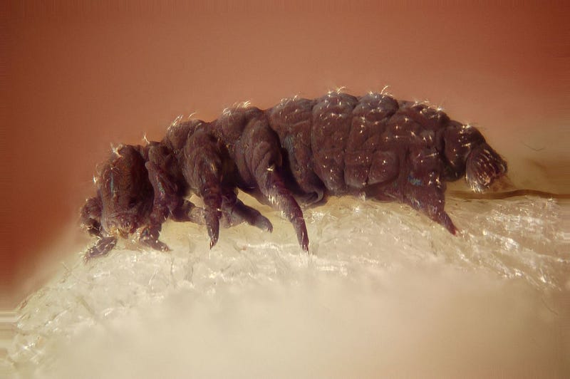 Tardigrades in extreme conditions