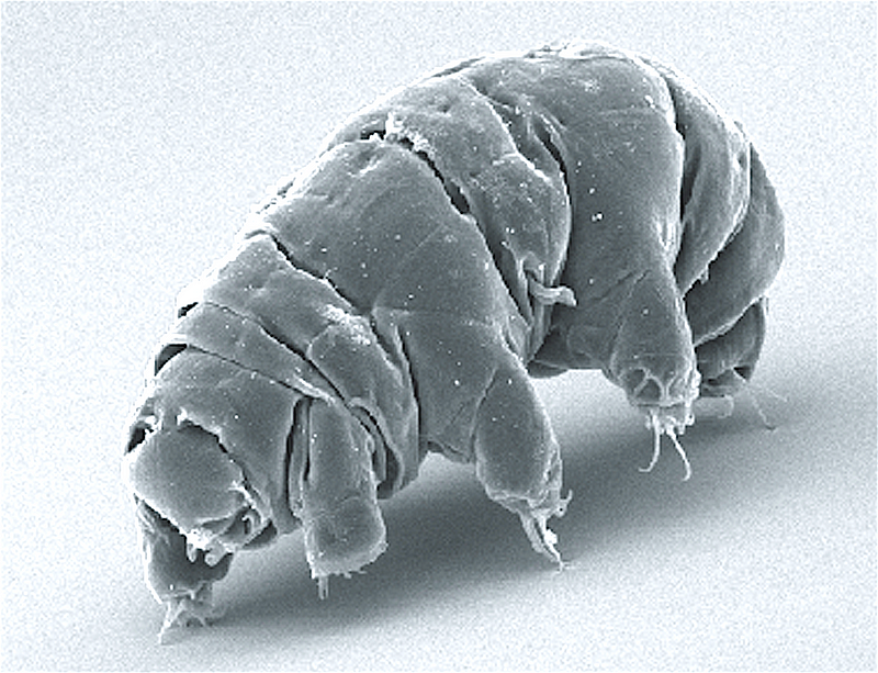 Tardigrades in extreme survival tests