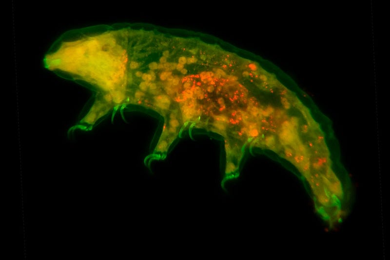 Tardigrades in cryobiosis