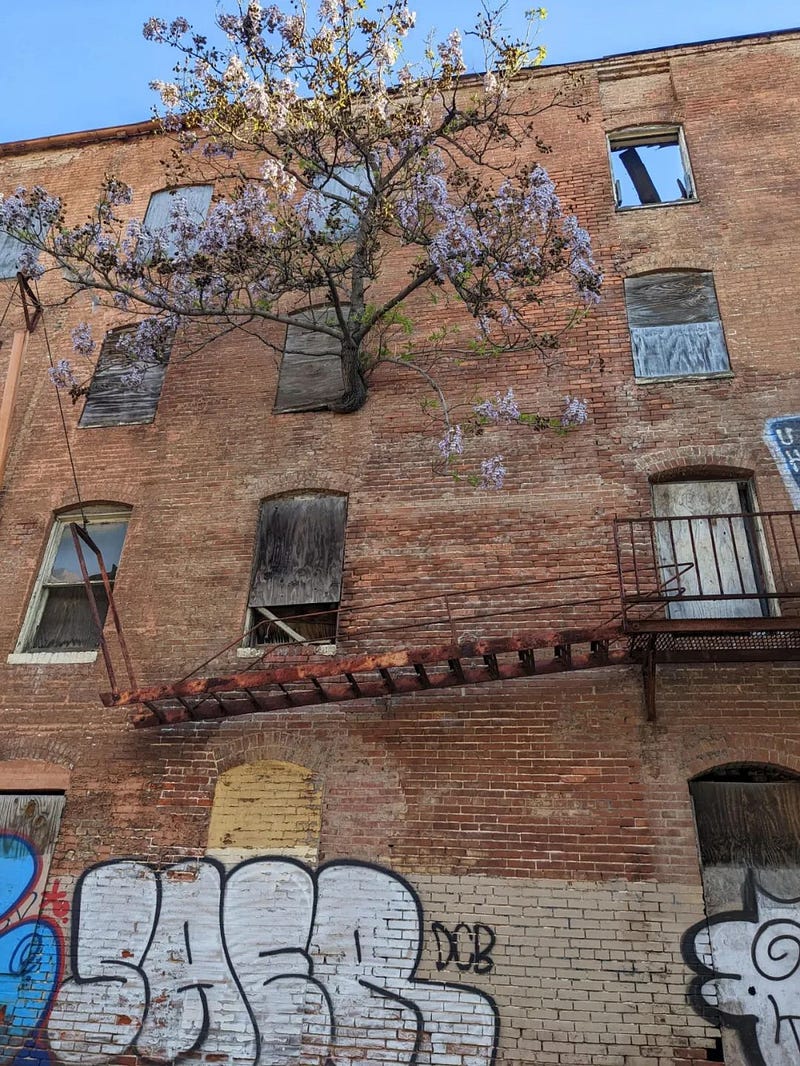 A tree emerging from an abandoned apartment window.