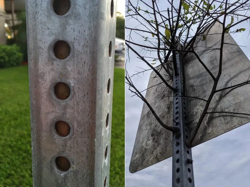 A tree growing from a traffic sign.