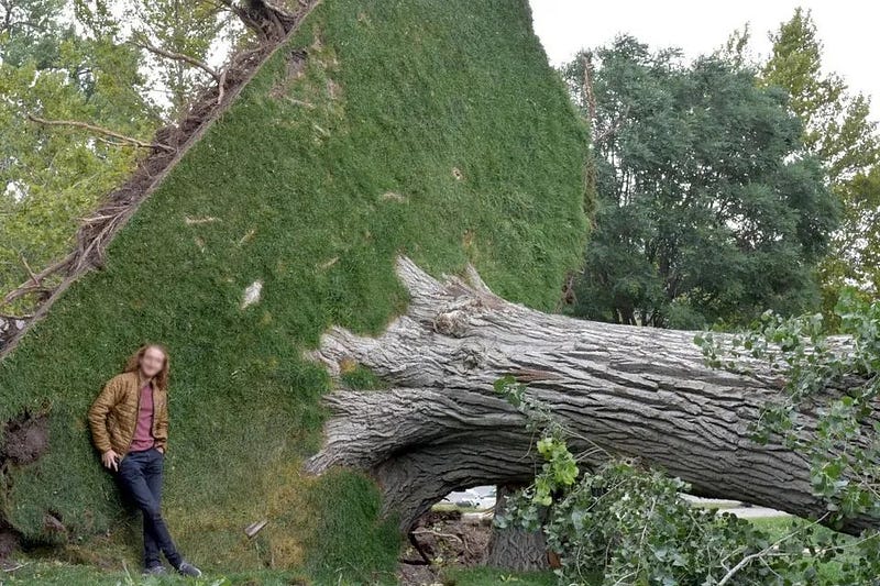 A tree standing firm after a hurricane.