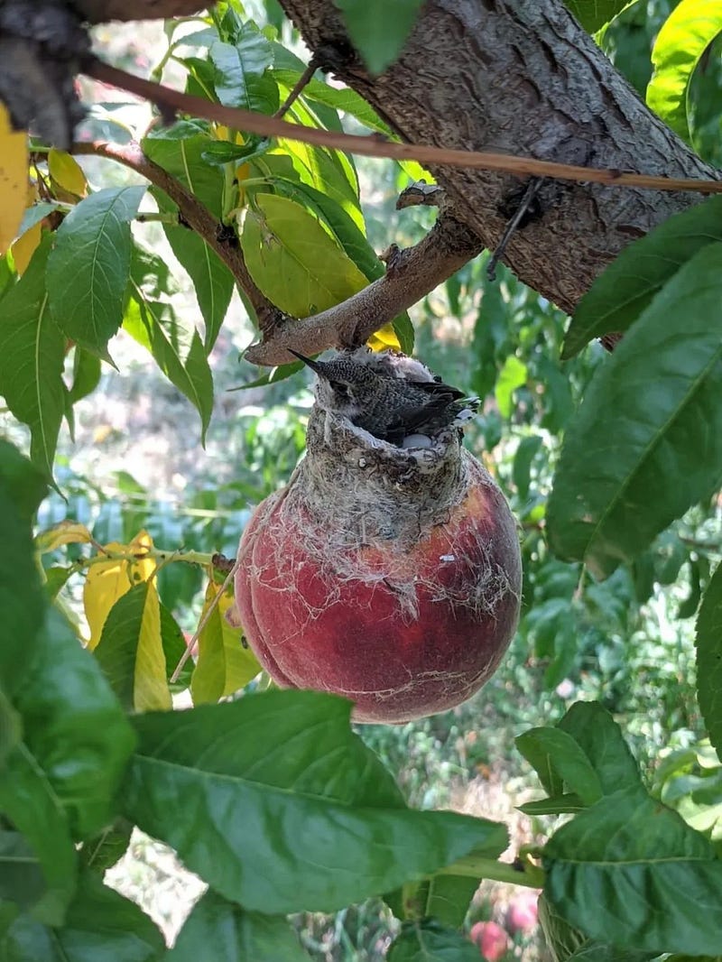 Hummingbird nests on peach branches.