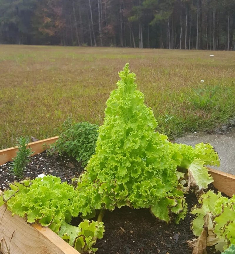 Lettuce growing into a mini Christmas tree.