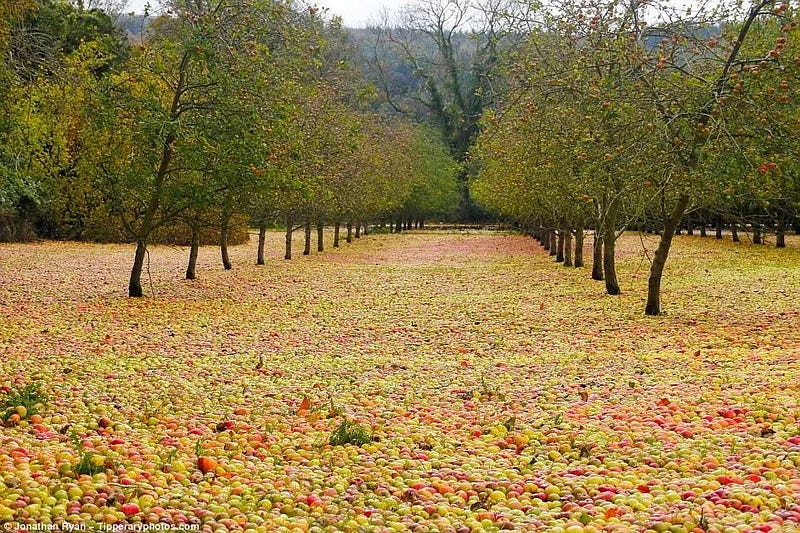 An apple orchard after a hurricane.