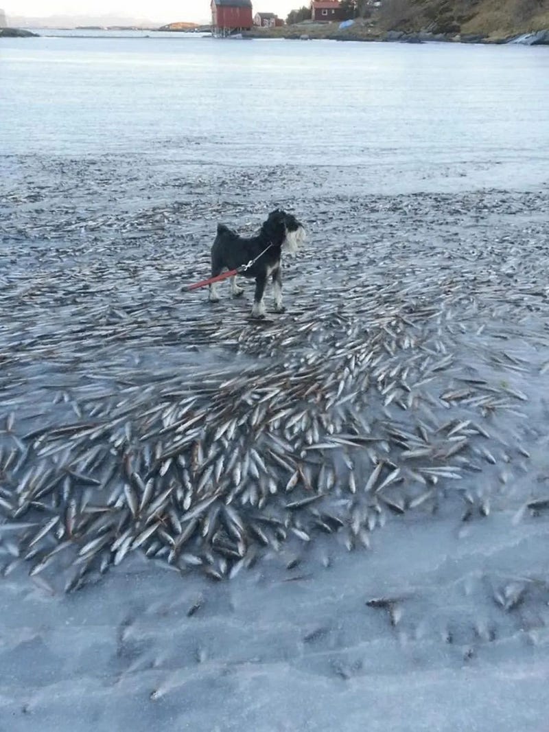 Frozen fish in swimming position.