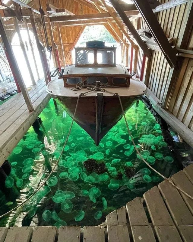 Jellyfish congregating beneath a boat.