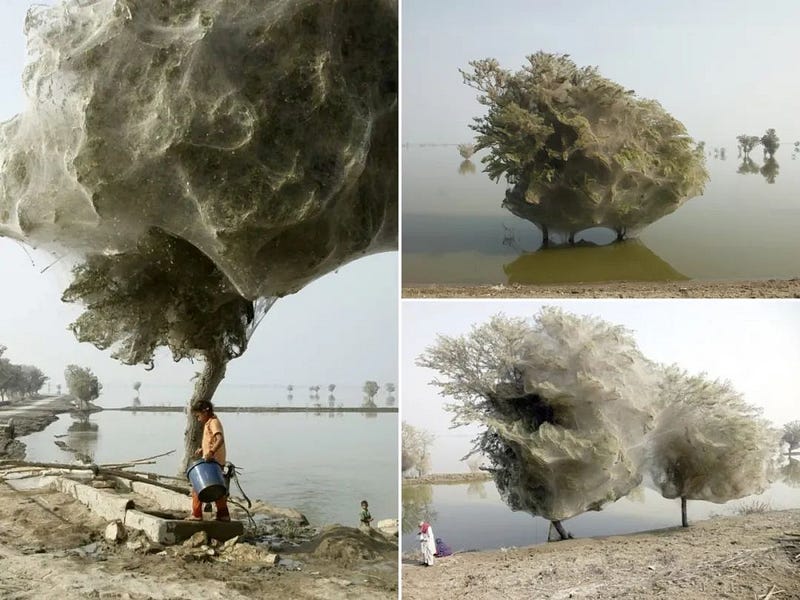 A tree filled with spiders after flooding.