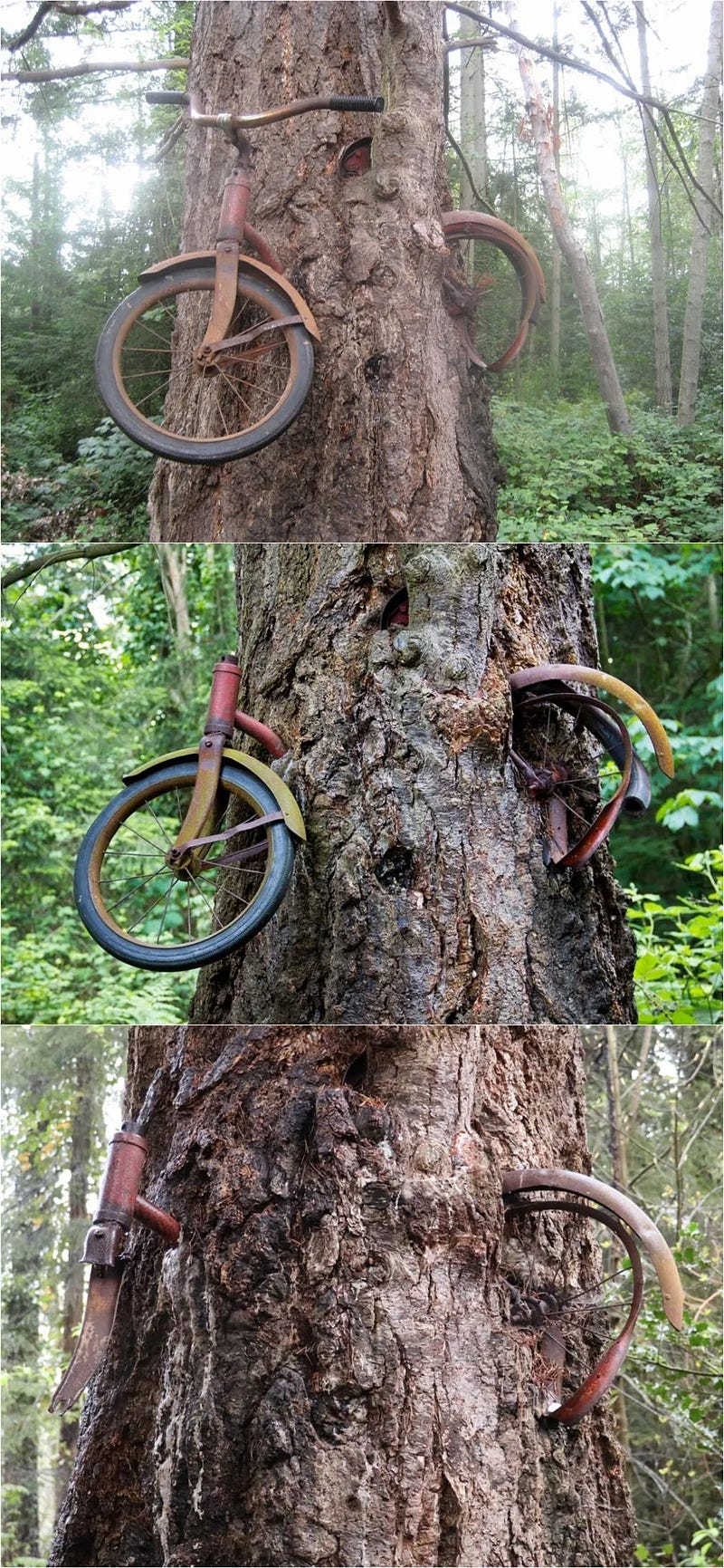 A bicycle engulfed by a growing tree.