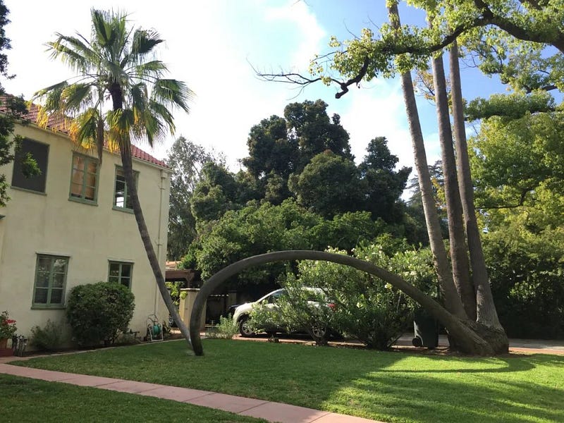 A palm tree bending back up after nearly falling.