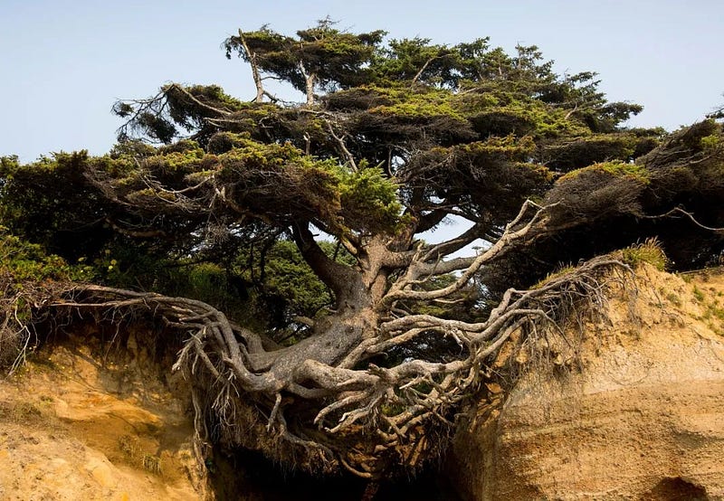 A spruce tree with exposed roots on a cliff.