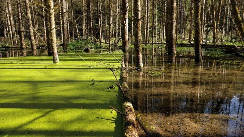 A fallen tree creating a division in a swamp.