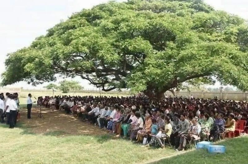 A centuries-old tree showcasing its grandeur.