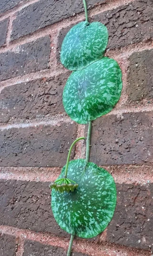 Hoya imbricata leaves attached to a wall.