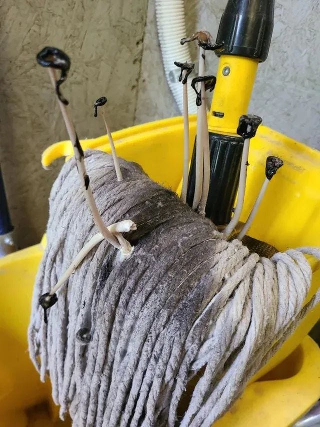 Mushrooms growing on an old mop.