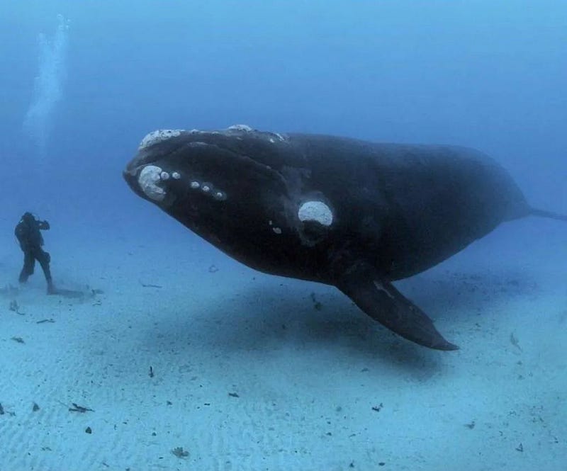 Whale comparison illustrating scale