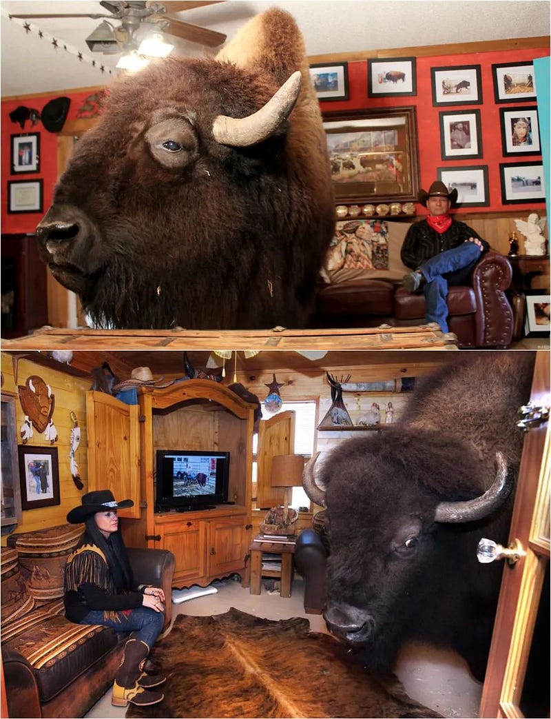 Cowboy couple with a bison for scale