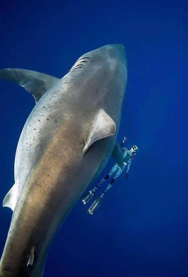 Great white shark compared to divers