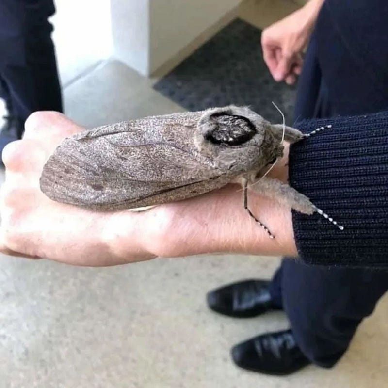 Giant moth size comparison