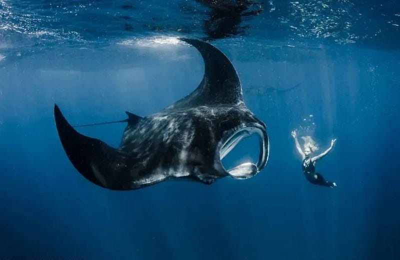 Manta ray swimming with divers