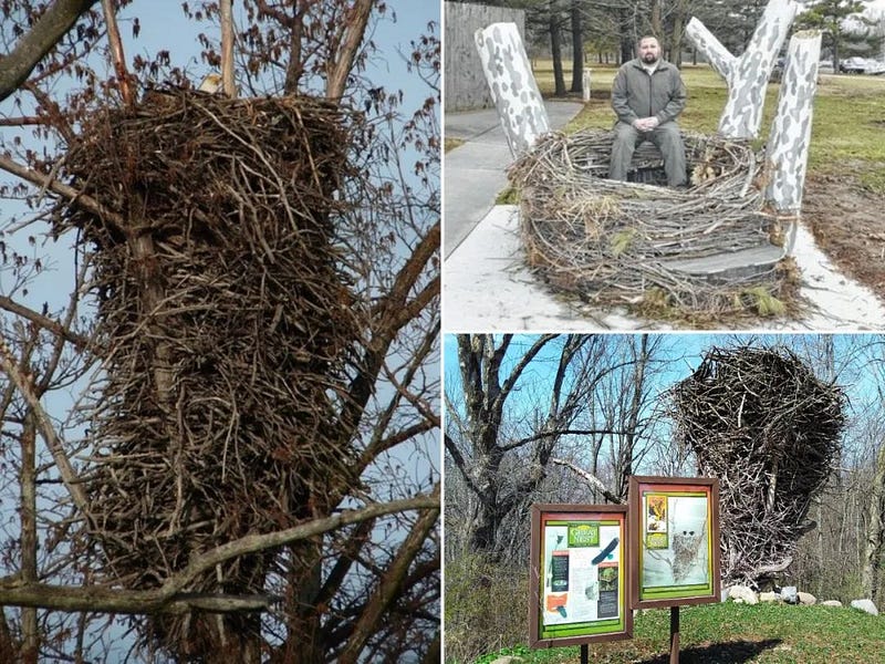 Eagle's nest compared to everyday objects