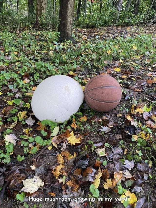 Oversized puffball mushroom