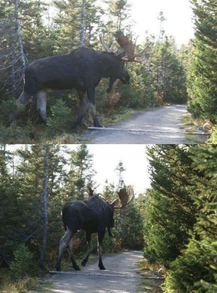 Moose size comparison