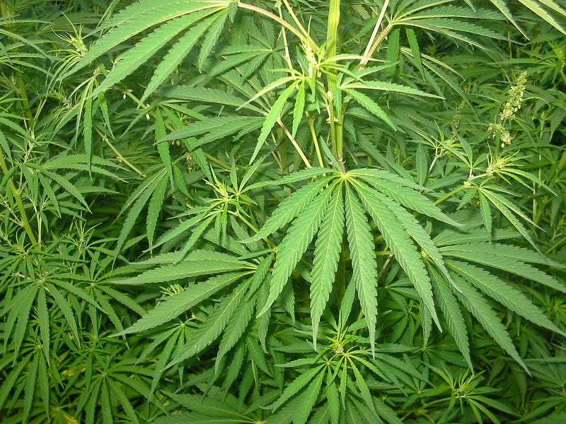 Cannabis sativa plant showcasing its medicinal properties