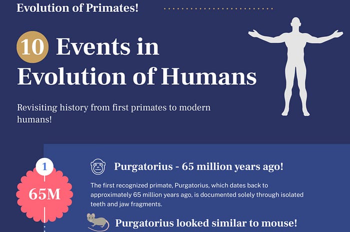 Infographic showcasing primate evolution timeline