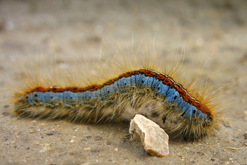 Caterpillar life cycle