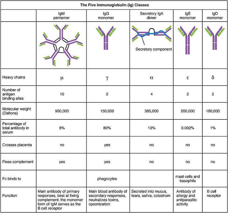 Types of antibodies and their structure